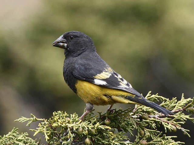 witvleugel appelvink/kernbijter man, Mâle, Oiseau tropical