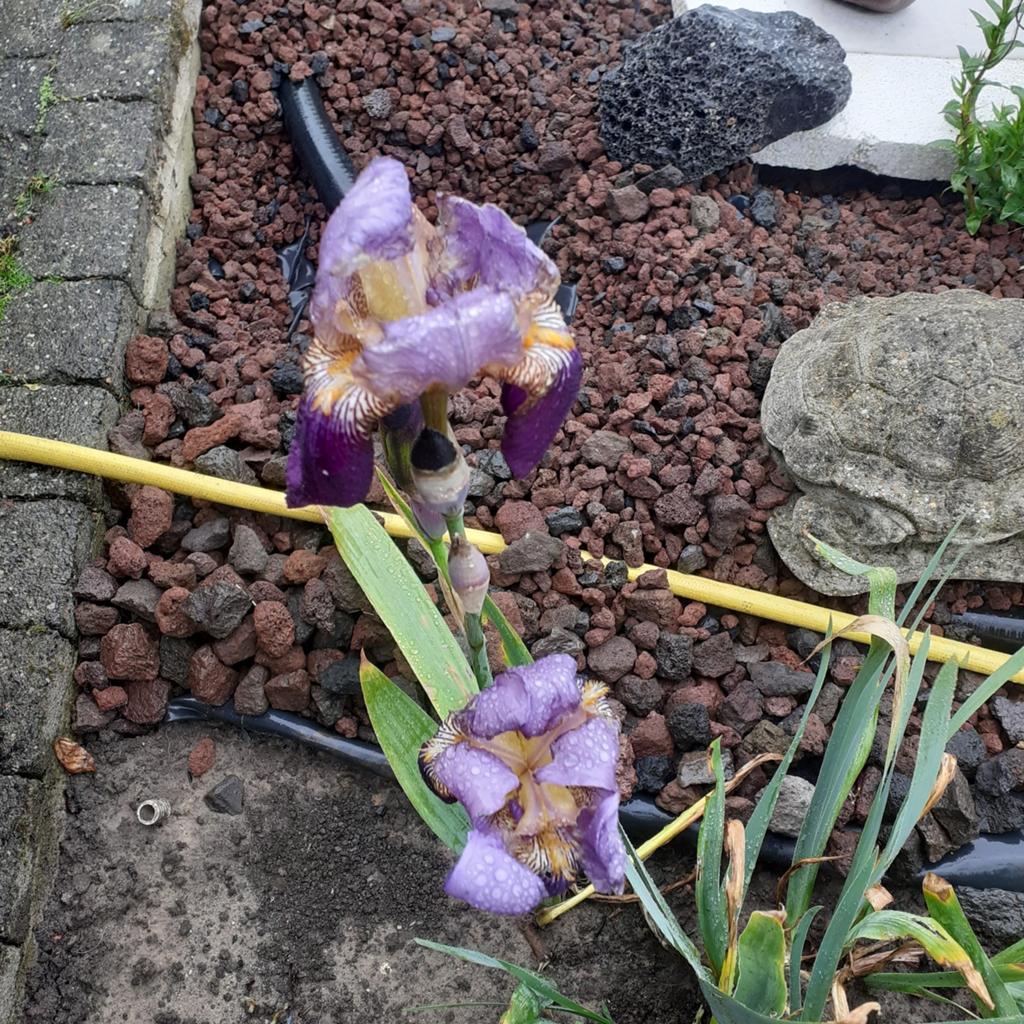 Iris Germanica, Jardin & Terrasse, Plantes | Jardin, Plein soleil, Enlèvement