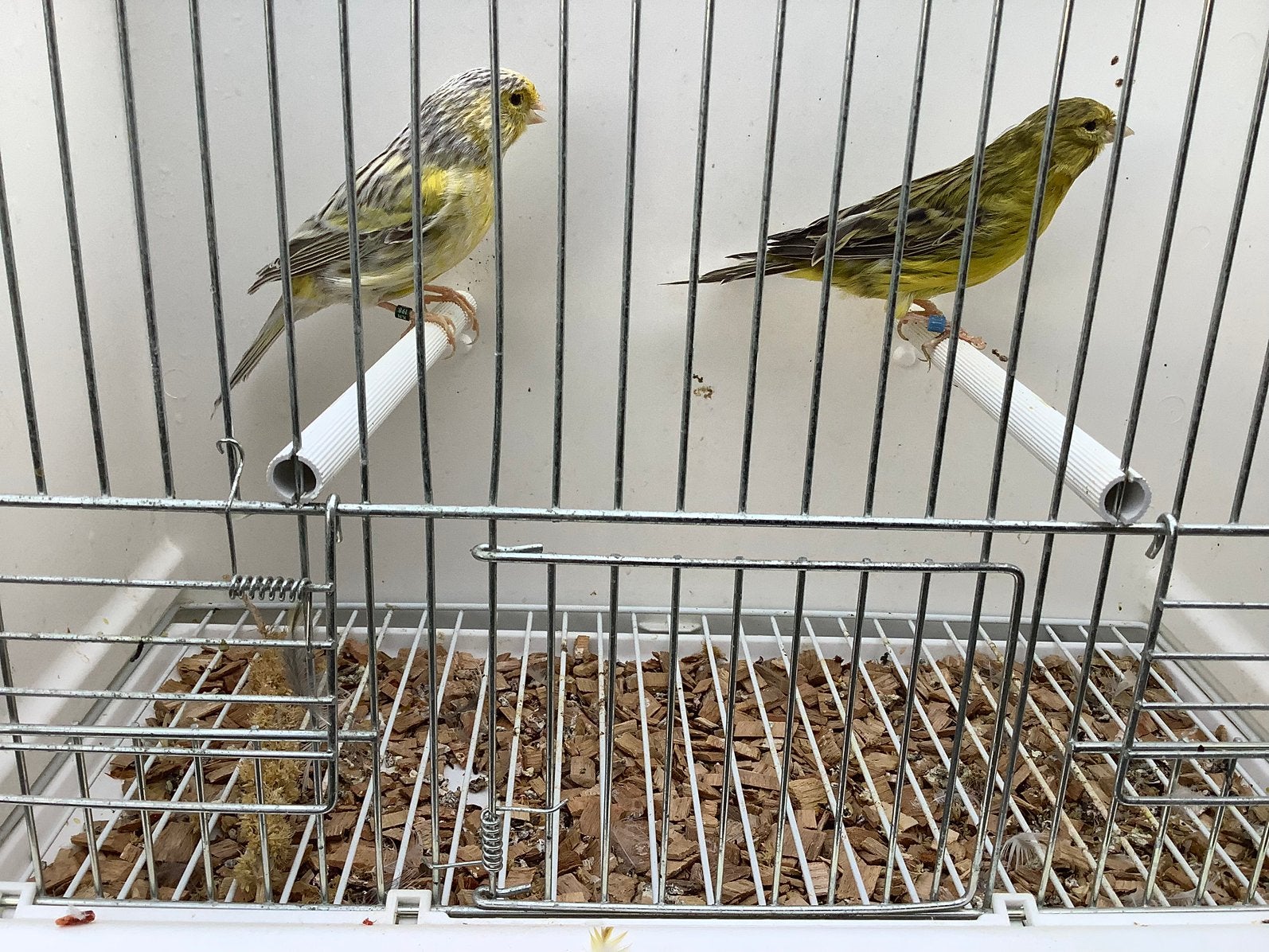 Agaat topaas geel, Dieren en Toebehoren, Geslacht onbekend, Kleurkanarie