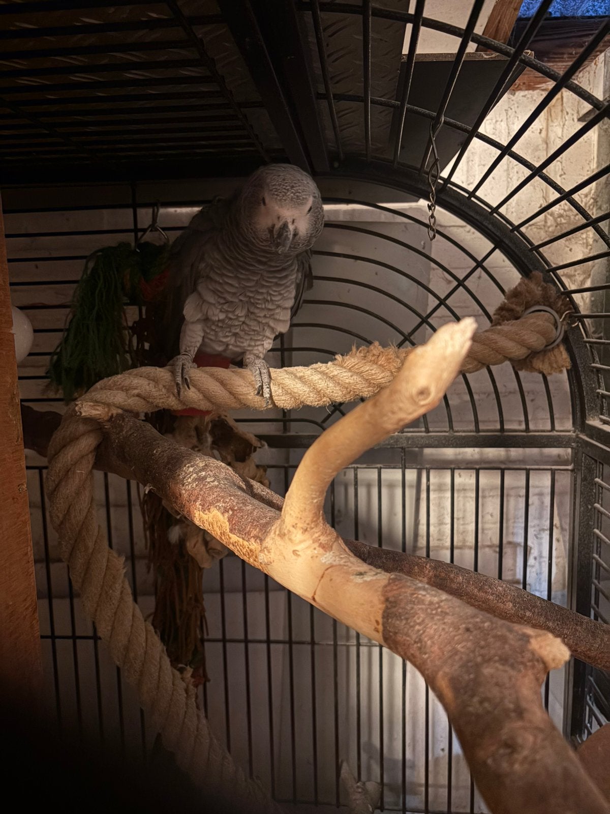 Grijze roodstaart, Dieren en Toebehoren, Vogels | Parkieten en Papegaaien