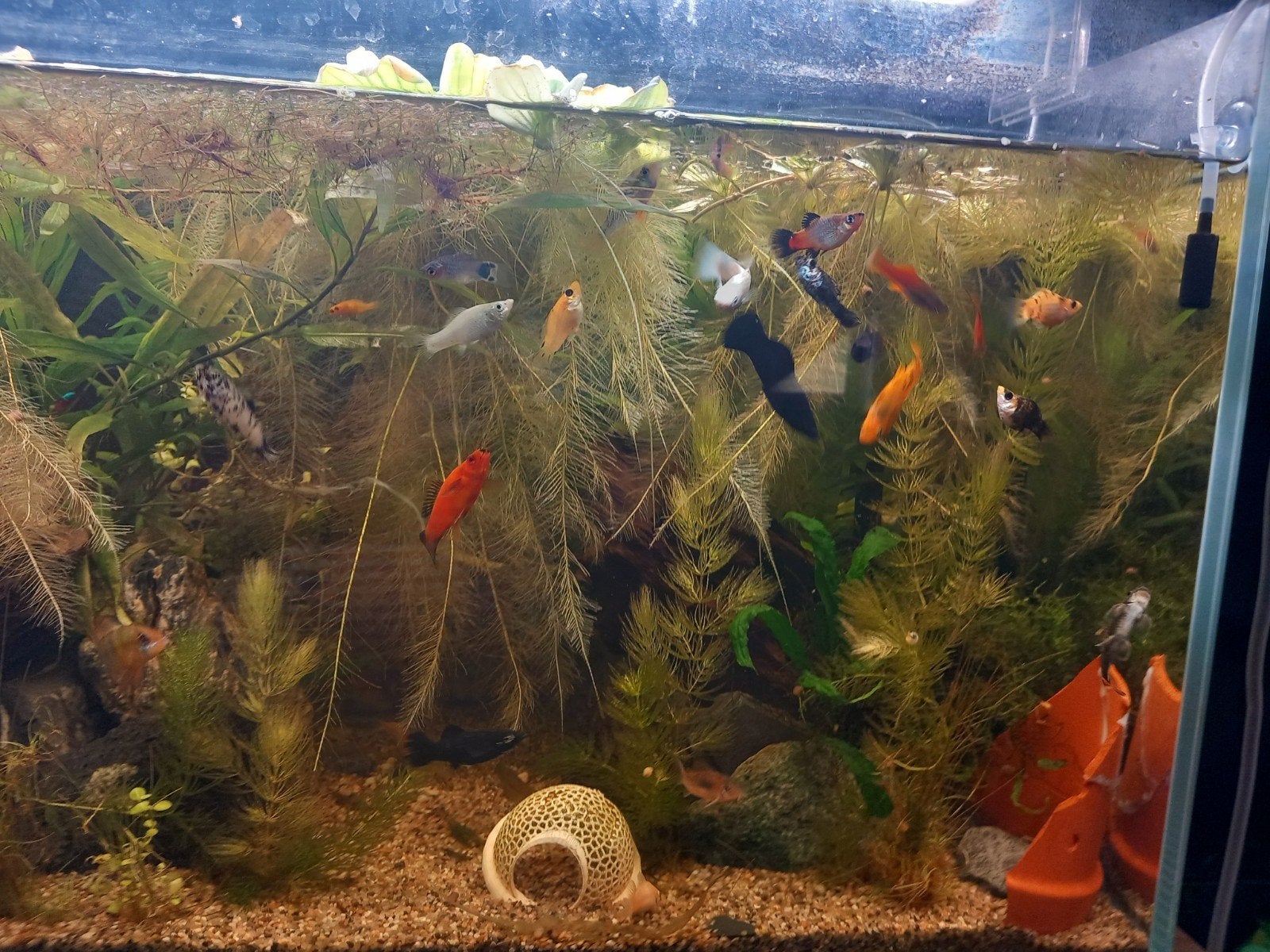 Verschillende soorten vissen te koop, Poisson, Poisson d'eau douce, Banc de poissons