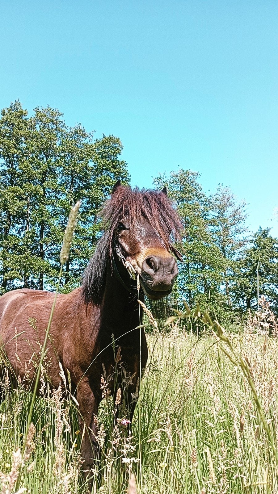 Miniatuur paard, Enlèvement