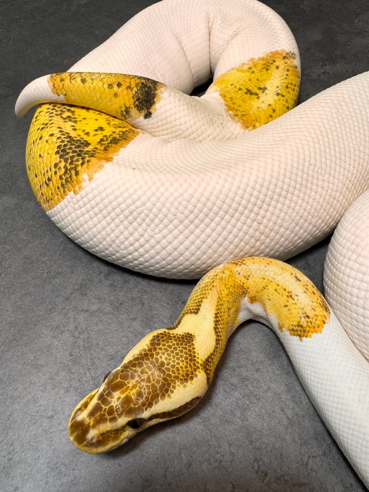 Knappe fire pewter enchi pied dame kweek klaar, Animaux & Accessoires, Serpent, Domestique, 3 à 6 ans