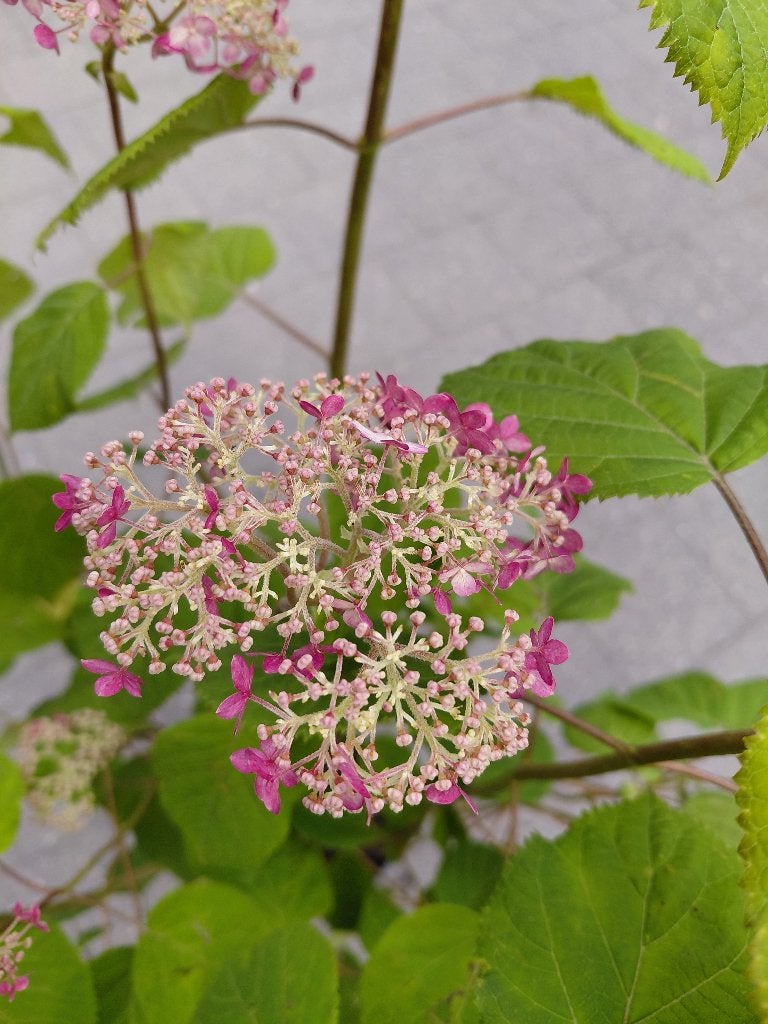 Hydrangea Pink Annabelle, Ophalen, Halfschaduw