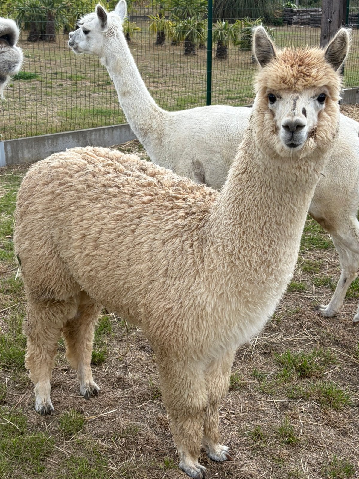 Alpaca Merrie, Dieren en Toebehoren, November, Vrouwelijk
