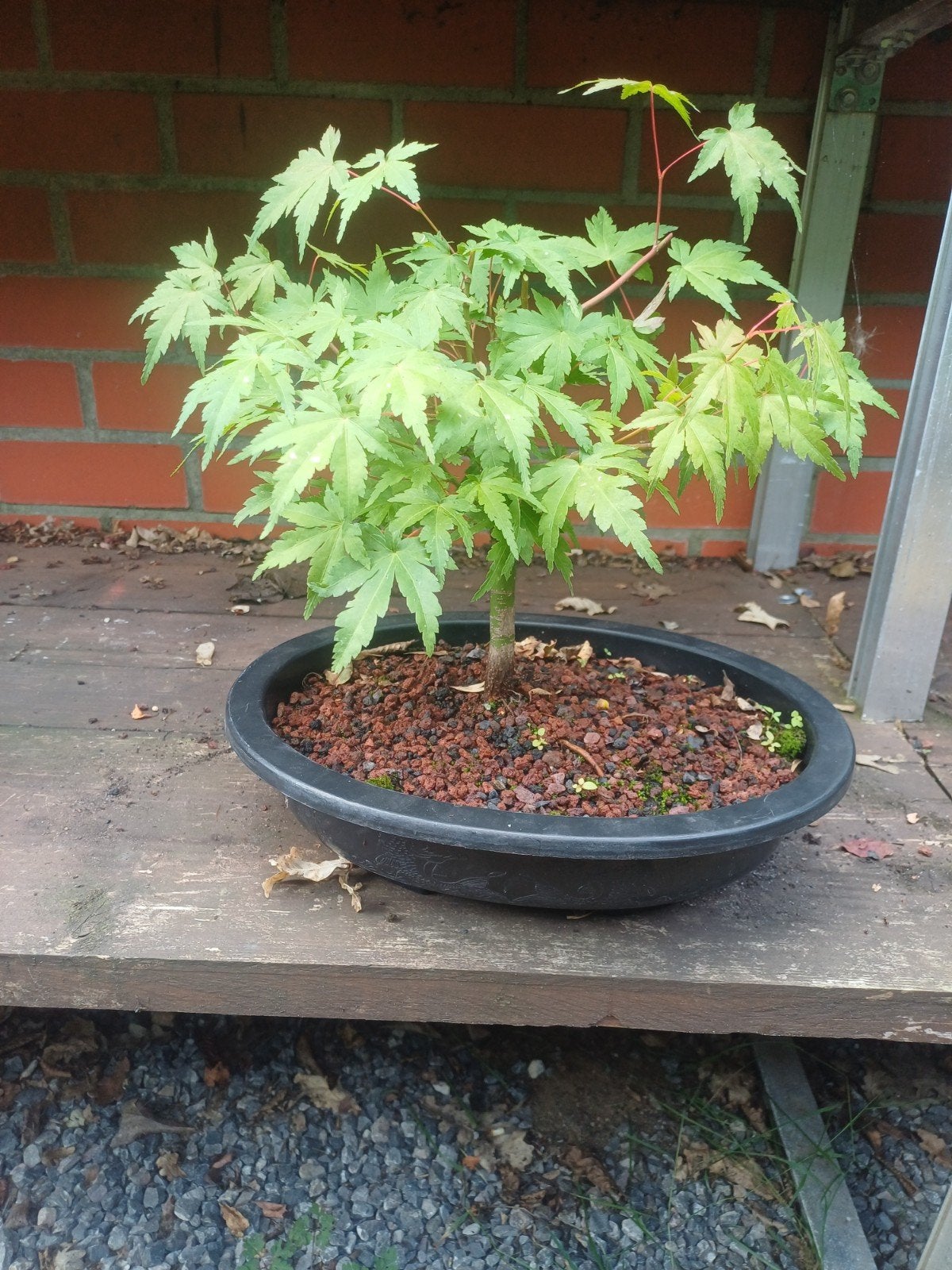 acer palmatum pre bonsai, Ophalen