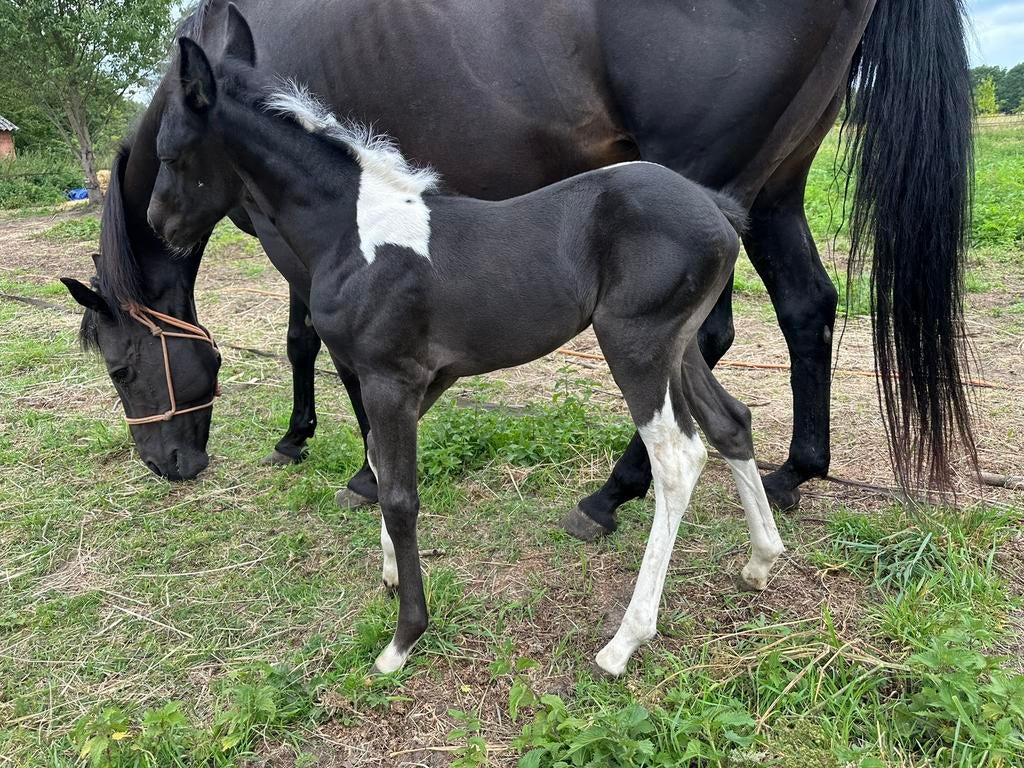 Veulen met APHA stamboom, Moins de 160 cm, Cheval western, 0 à 2 ans, Non dressé