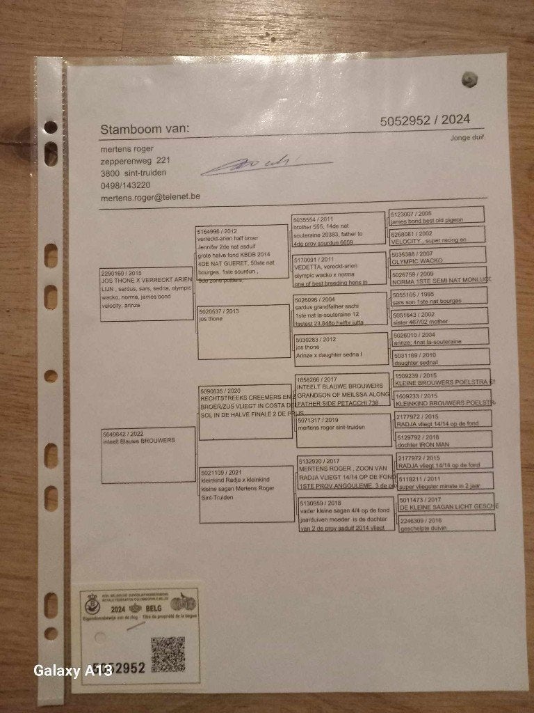kweekduiven tekoop, Dieren en Toebehoren, Meerdere dieren, Postduif