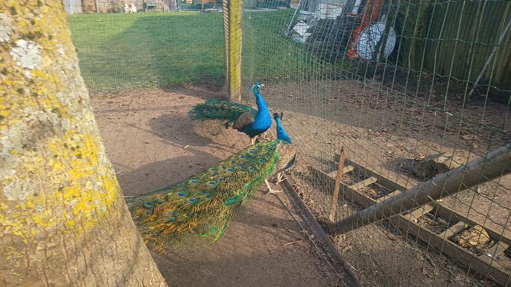 Pauw hanen, Dieren en Toebehoren, Tam
