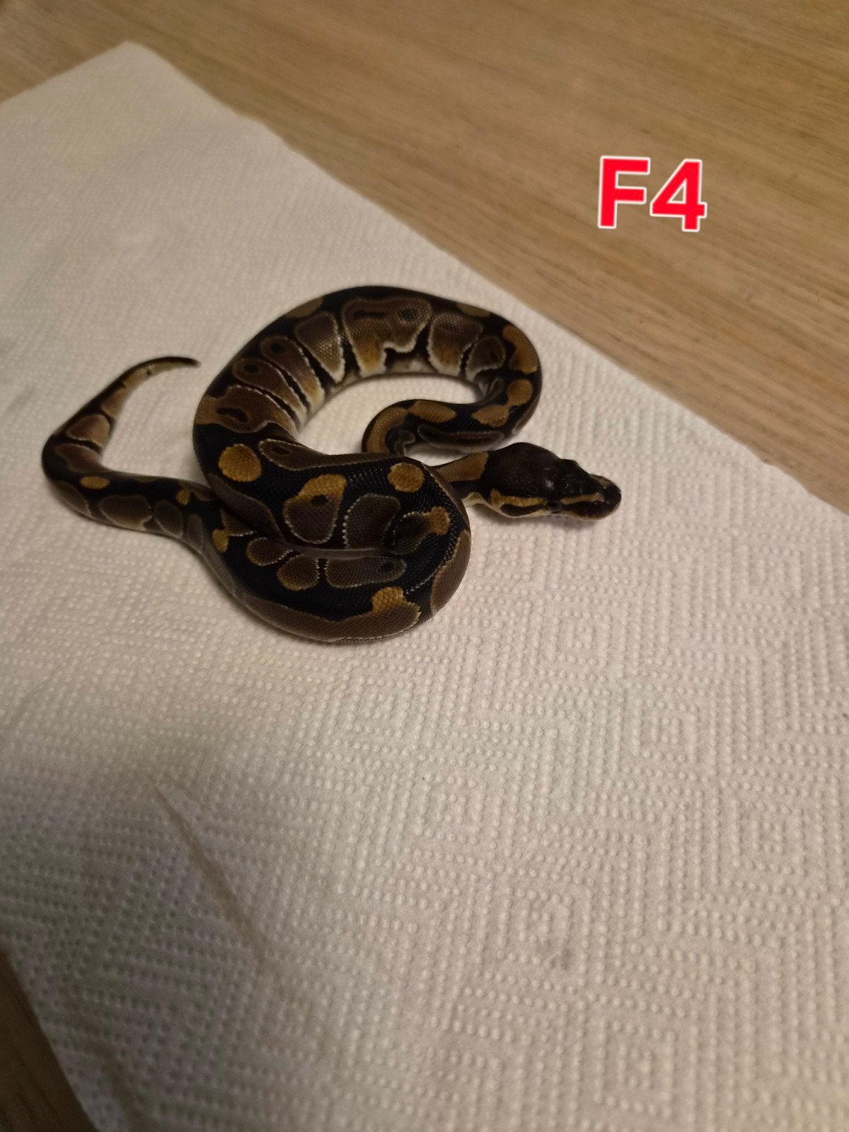 divers python regius classique femelle Ball Python photo 7