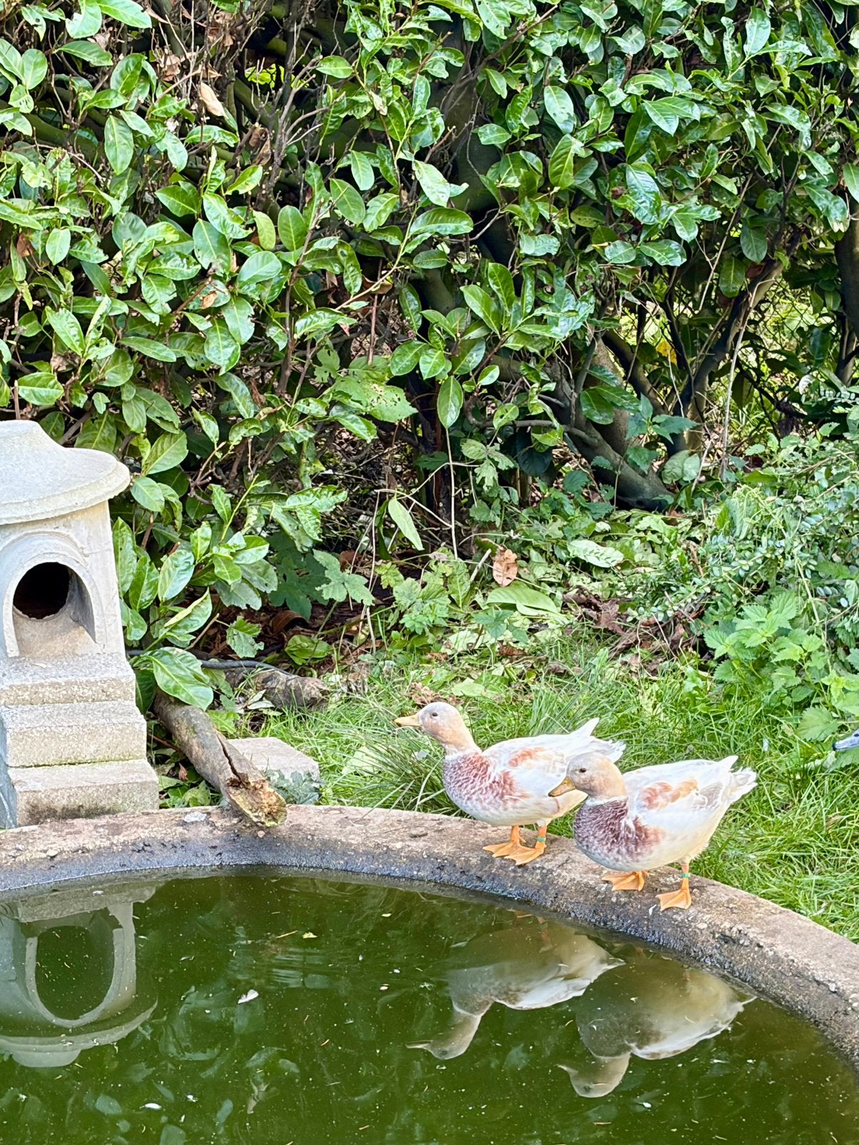 Hollandse kwaker, Mâle, Canard