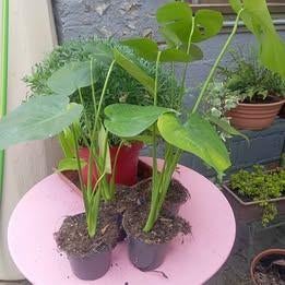 Monstera deliciosa monkey plante d'intérieur jardin, Enlèvement
