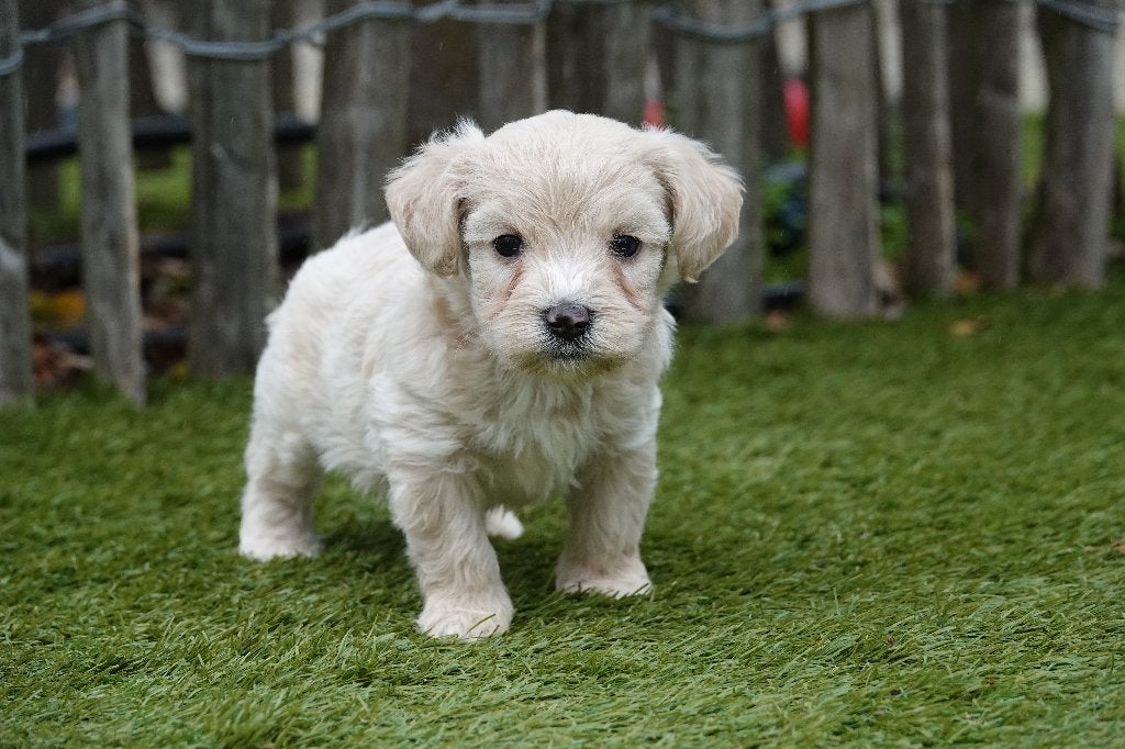 Prachtige Maltipoo pups (Crème), Dieren en Toebehoren, België, Overige rassen, CDV (hondenziekte), 8 tot 15 weken