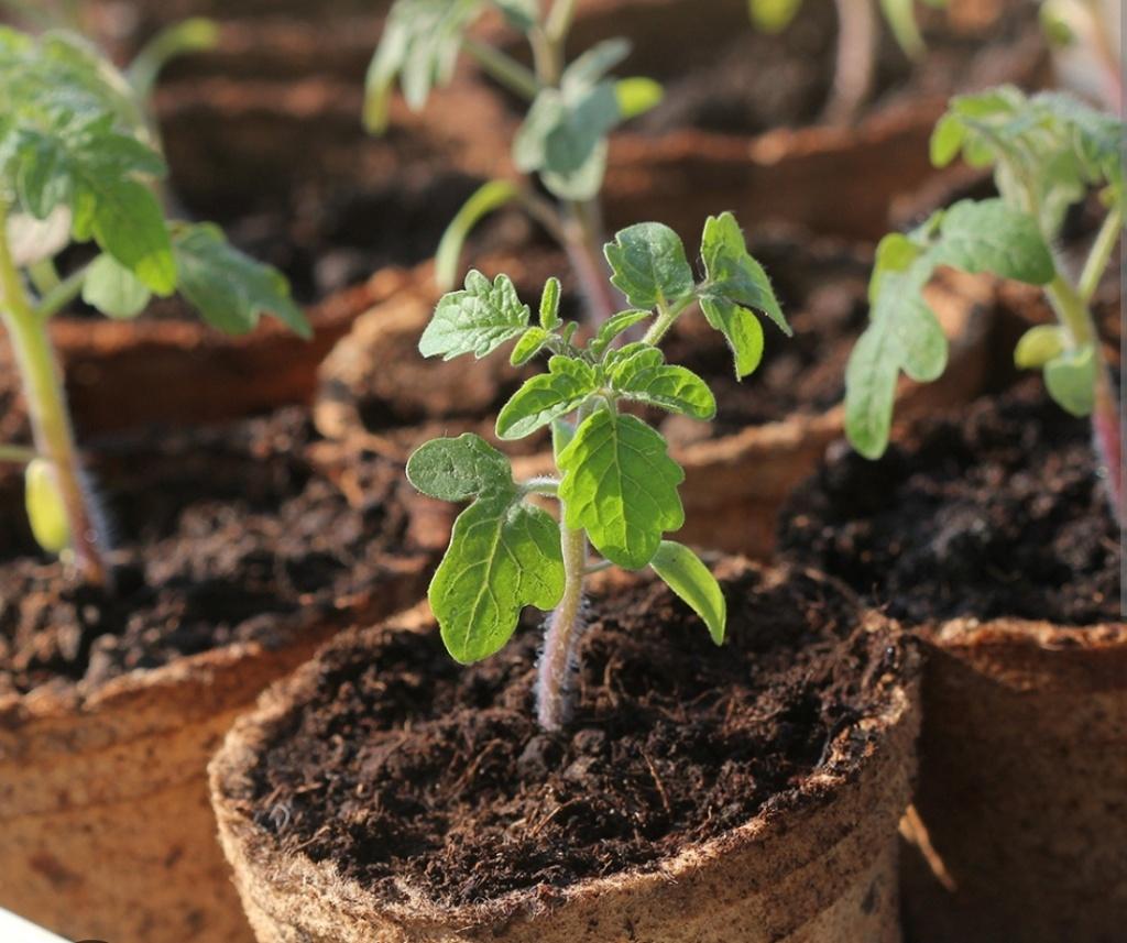 Groentenplantjes, Tuin en Terras, Planten | Tuinplanten, Ophalen, Groenteplanten, Eenjarig, Halfschaduw