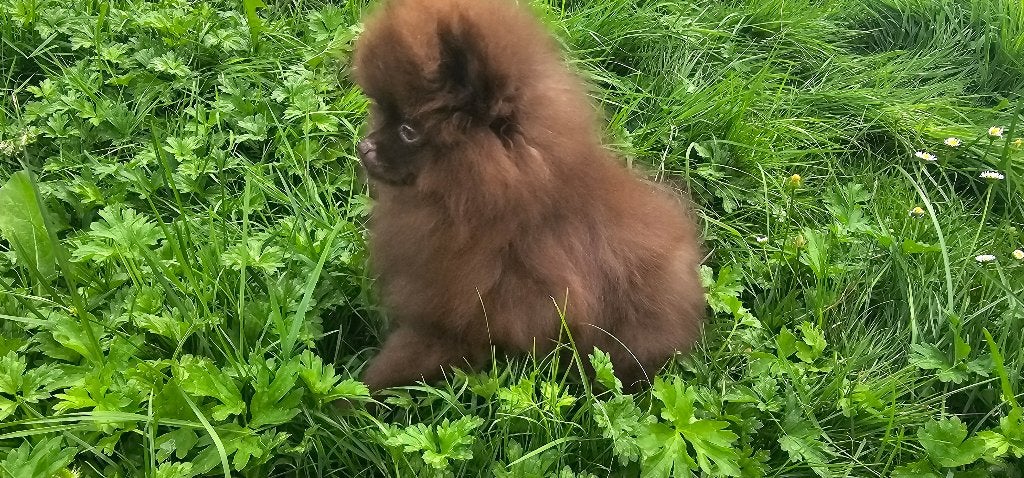 Dwergkees pups, Parvo, België, Fokker | Hobbymatig, 8 tot 15 weken