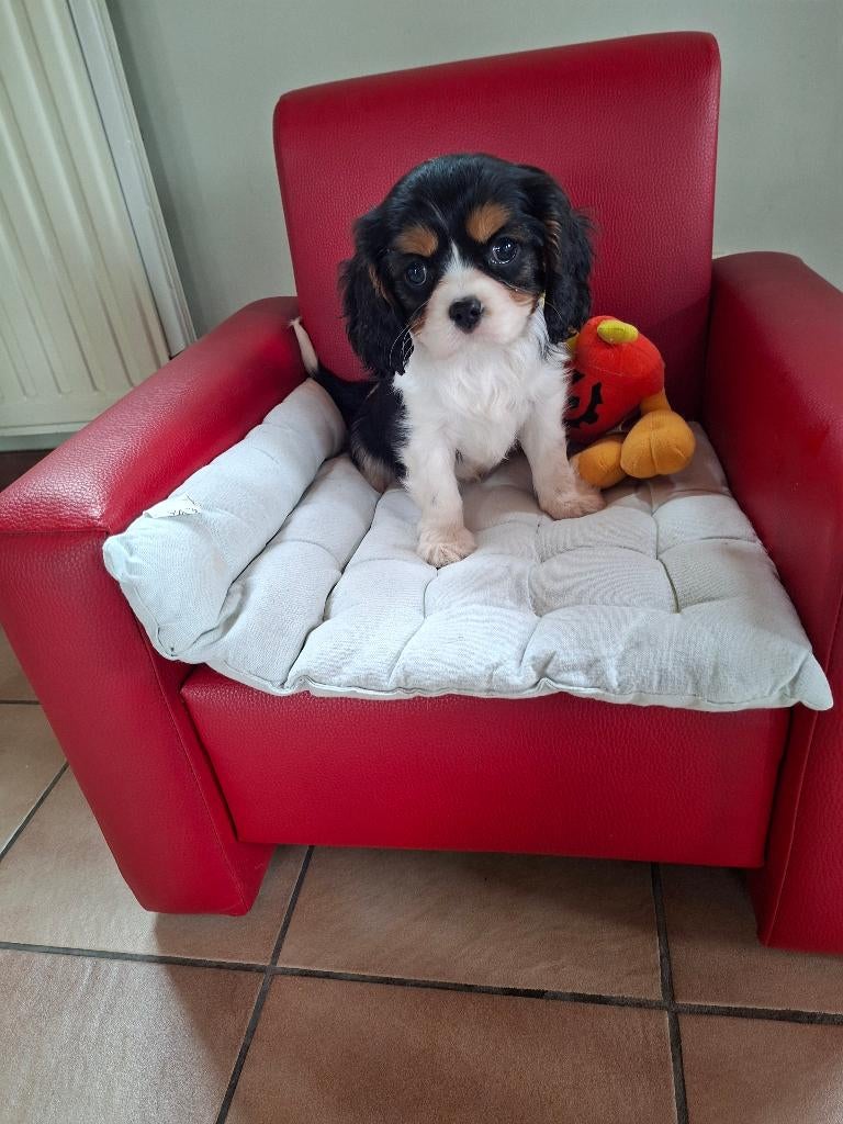 Superbes chiots Cavalier King Charles de parents testés, Plusieurs, Éleveur | Loisir, Hépatite contagieuse (maladie de Rubarth)