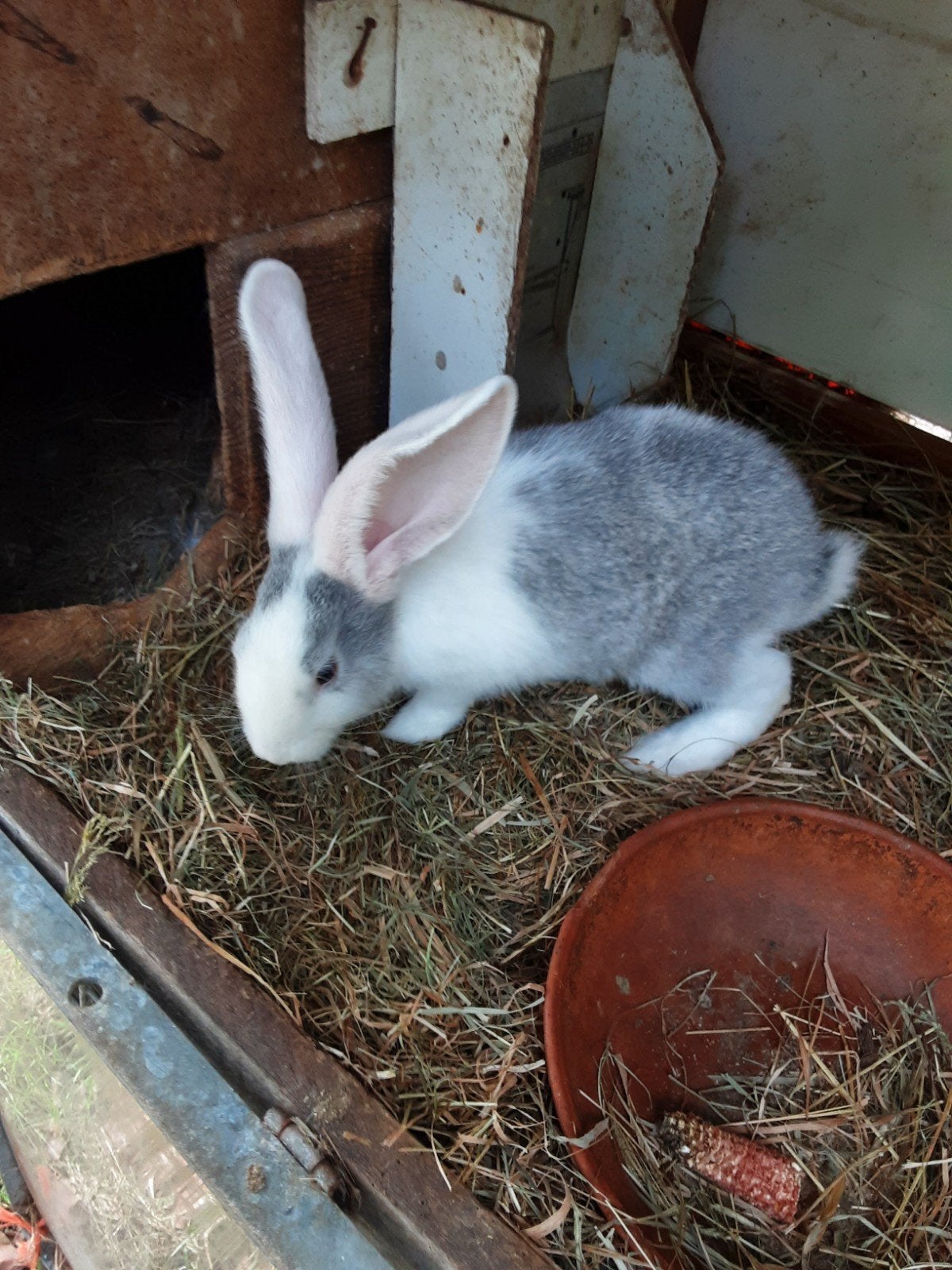 Duitse reus, Dieren en Toebehoren, Konijnen