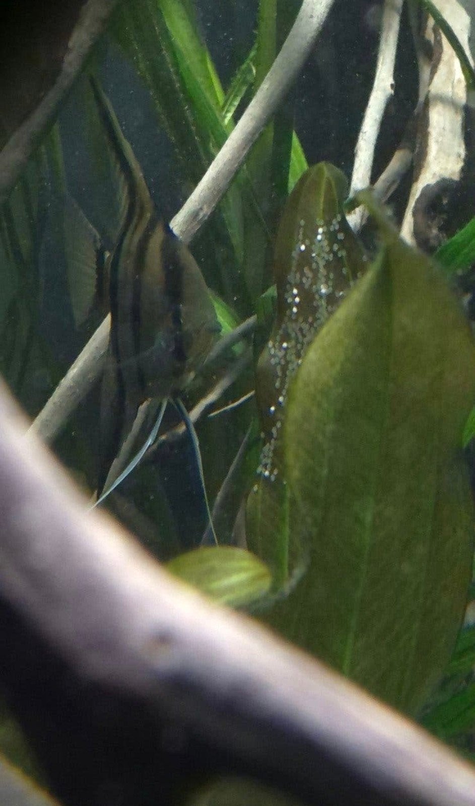 Manacapuru maanvis /scalaire, Dieren en Toebehoren, Vissen | Aquariumvissen