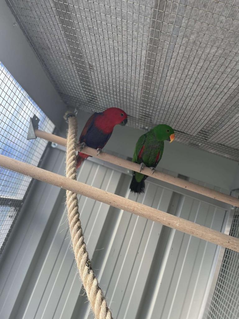 Edelpapegaai gezocht, Dieren en Toebehoren, Mannelijk, Papegaai, Geringd