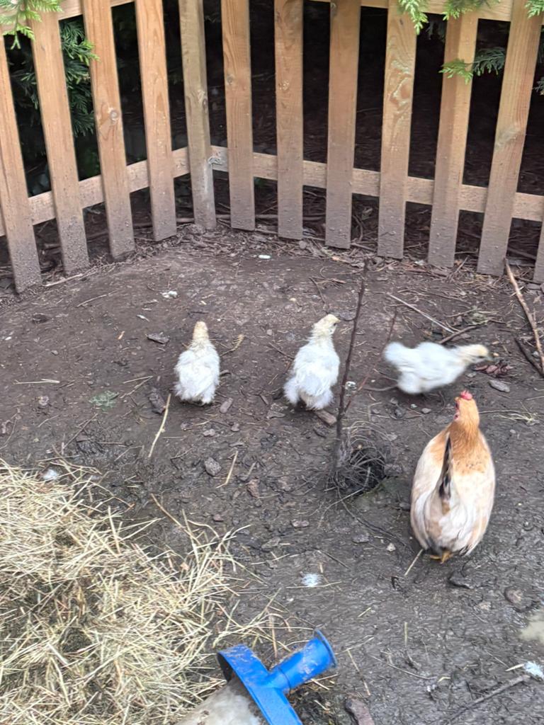 Witte zijdehoen kuikens, Dieren en Toebehoren, Pluimvee, Vrouwelijk, Kip