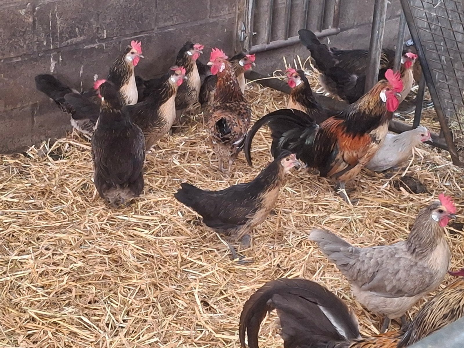 Brabantse hoen, Animaux & Accessoires
