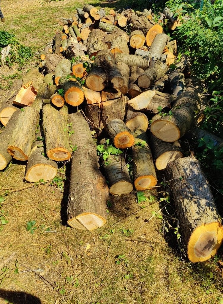 Vers Brandhout / Hobbyhout (Mirabelle/Kerselaar, 3 à 5 kuub), Tuin en Terras, Brandhout, Ophalen, Overige houtsoorten, Stammen