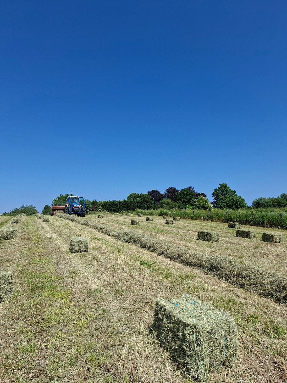 Kleine balen hooi te koop op land - vrijdag 26/06, Enlèvement