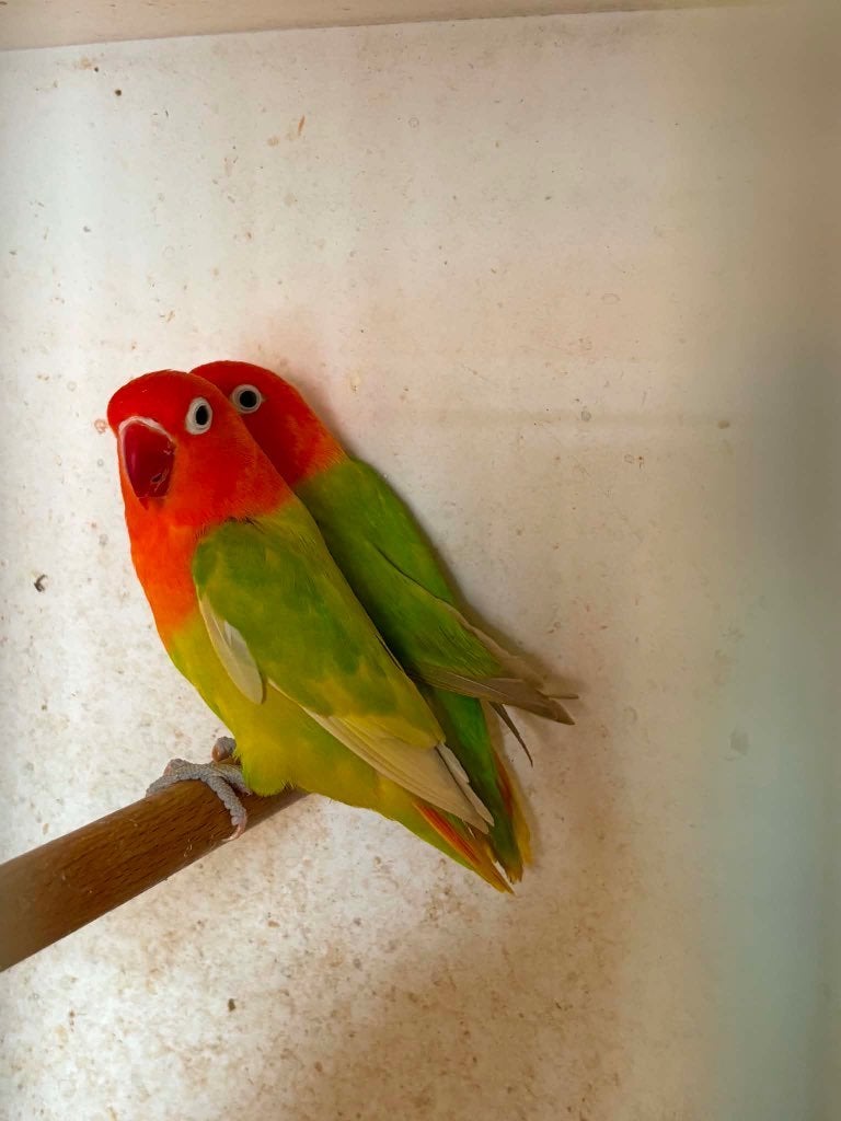 agapornis, Dieren en Toebehoren, Vogels | Parkieten en Papegaaien, Dwergpapegaai of Agapornis, Geringd