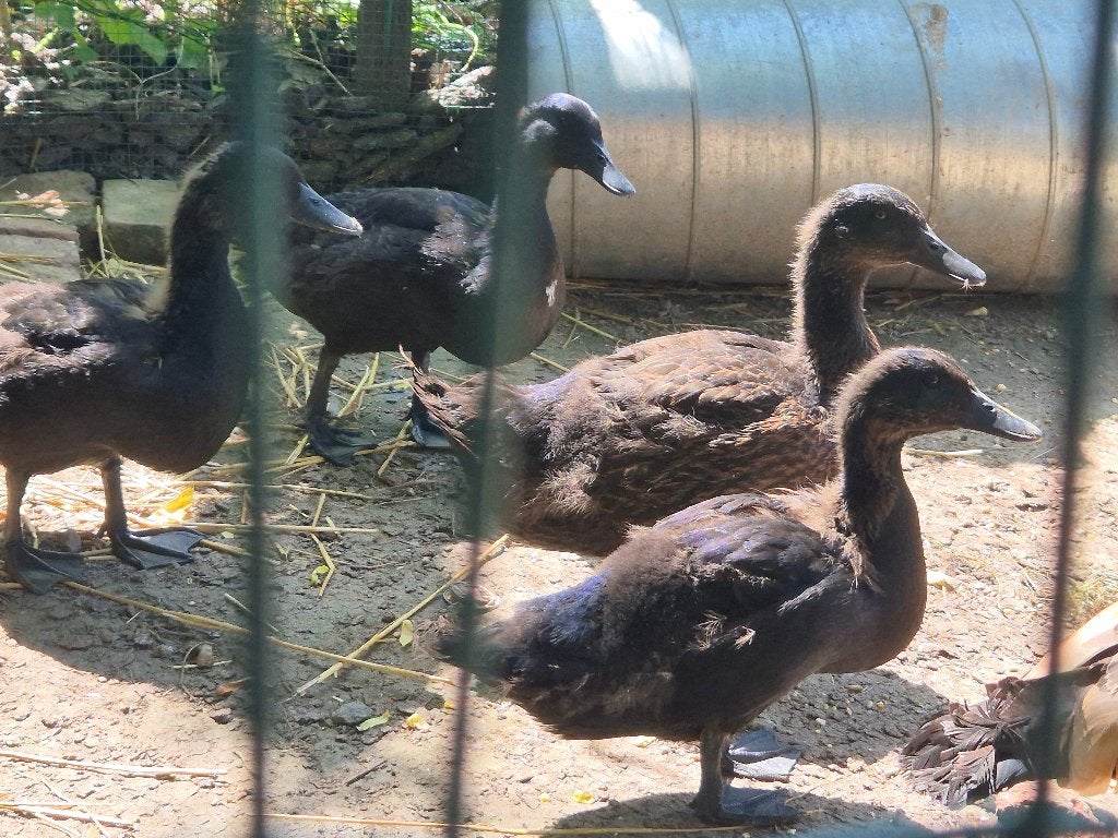 Volaille, Dieren en Toebehoren, Pluimvee, Mannelijk, Eend