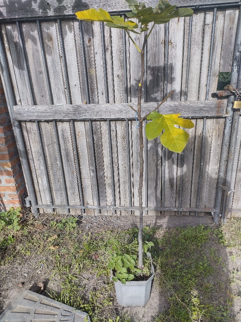 Vijgenboom in pot, Tuin en Terras, Ophalen, In pot, Vijgenboom