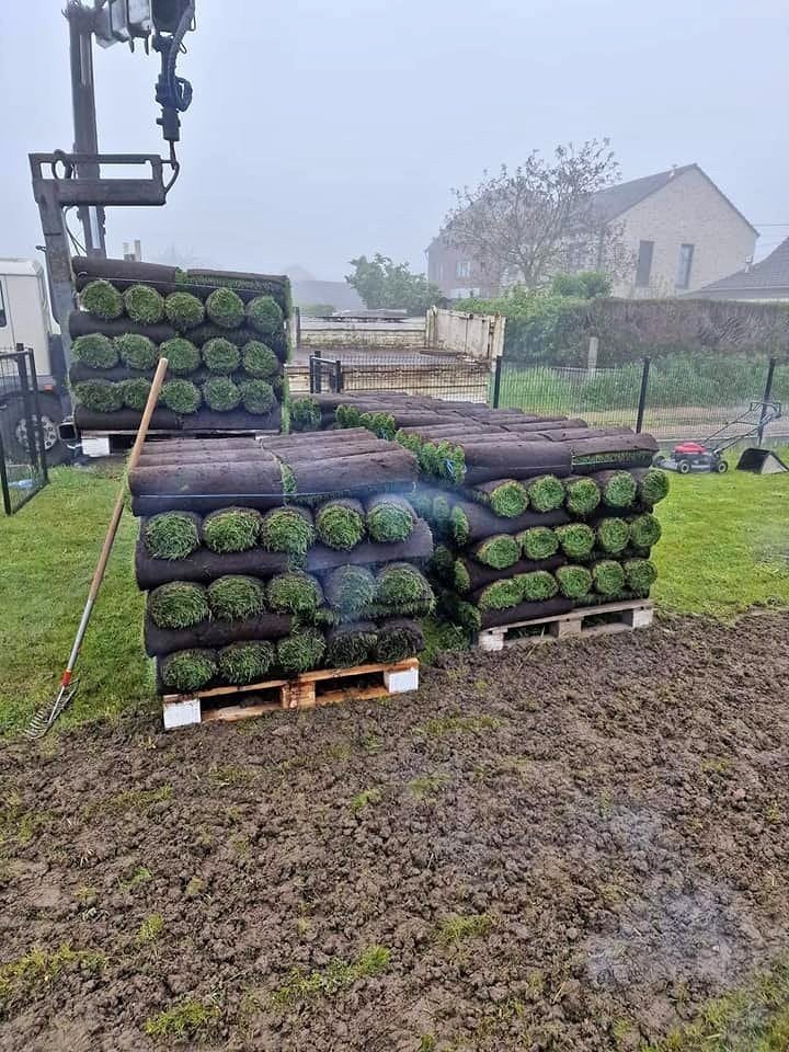 gazon en rouleaux, Enlèvement, Neuf, 20 m² ou plus, Herbe