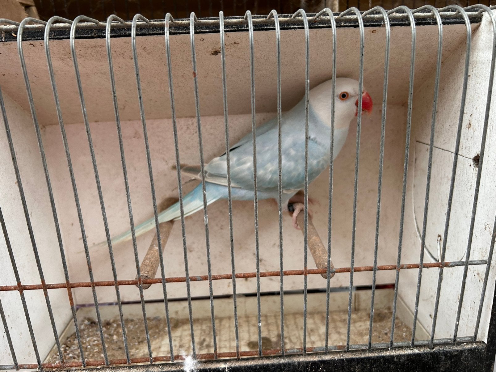 Halsbandparkiet pop, Dieren en Toebehoren, Vrouwelijk, Parkiet, Geringd