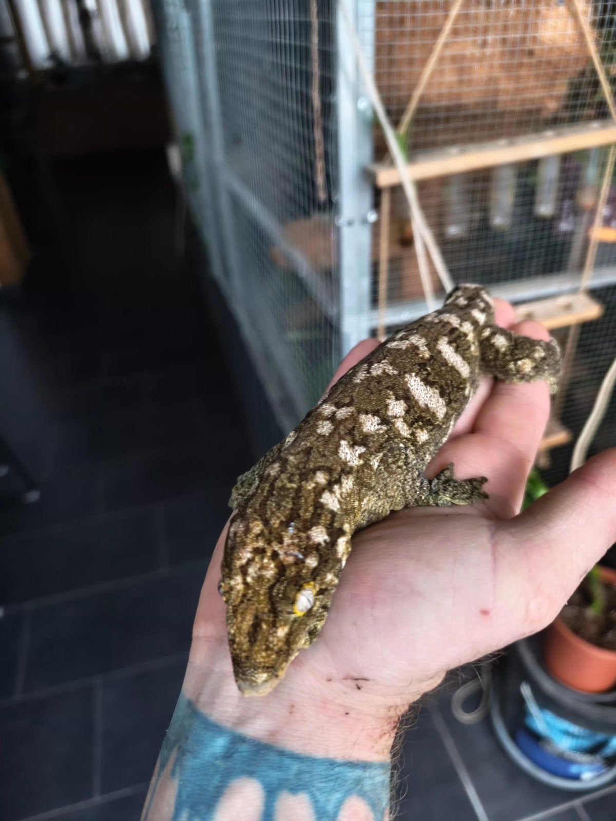 Exo Terra+ Rhacodactylus Lechianus Pine Island