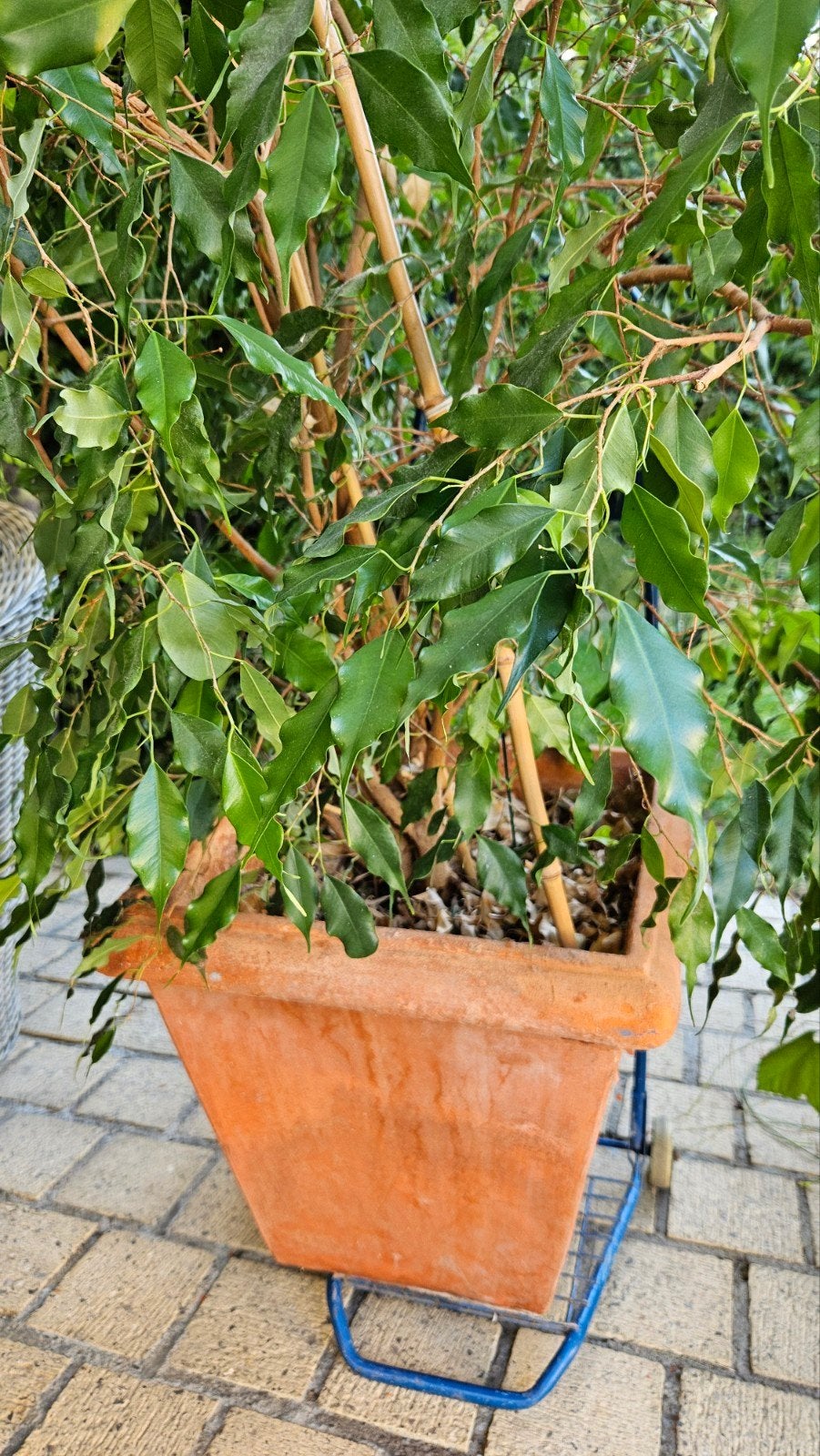 pot de fleurs avec ficus, Jardin & Terrasse, Enlèvement