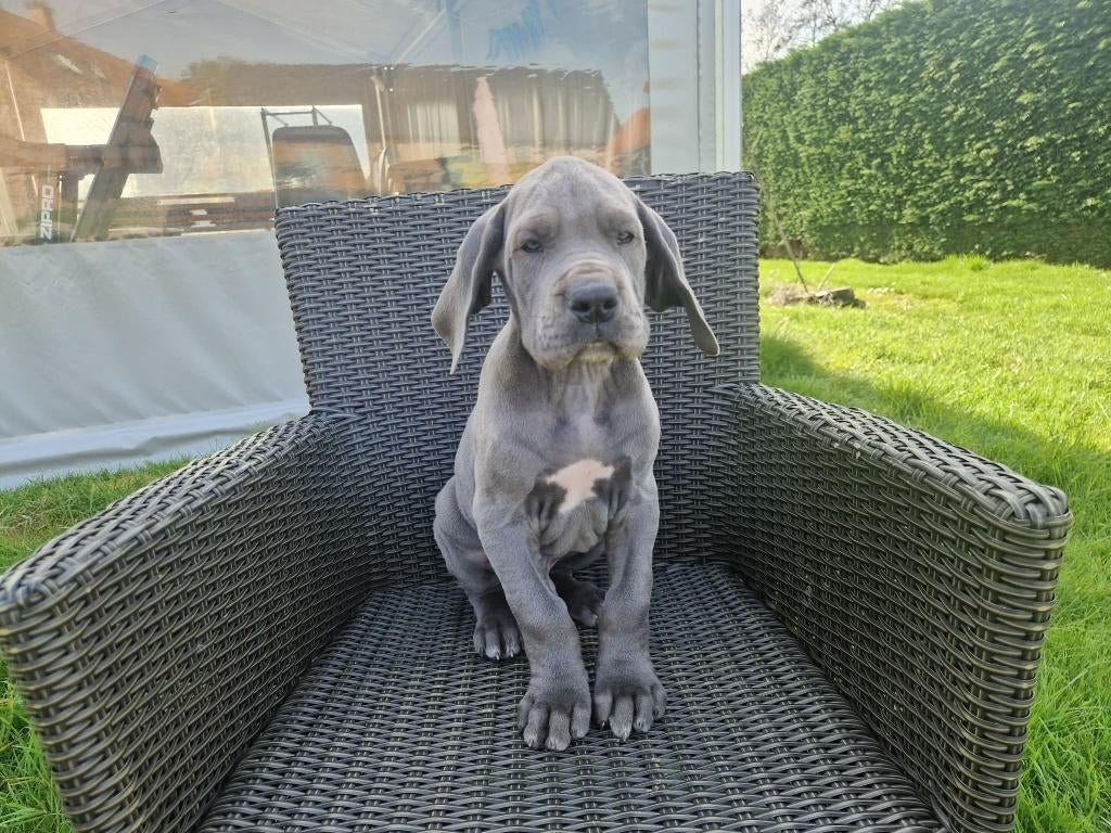 duitse dog pups blauw en zwart, Parvo, België, 8 tot 15 weken, Meerdere