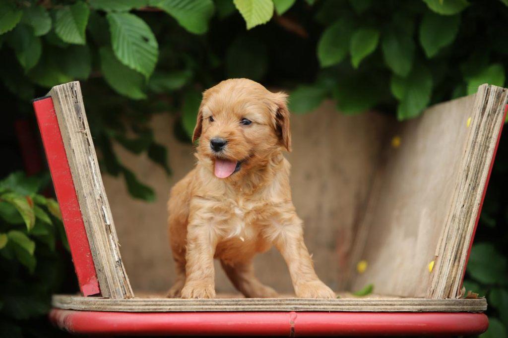 Cockapoo pups, Cockadoodle, Cockapoedel, Parvo, België, Overige rassen, 8 tot 15 weken