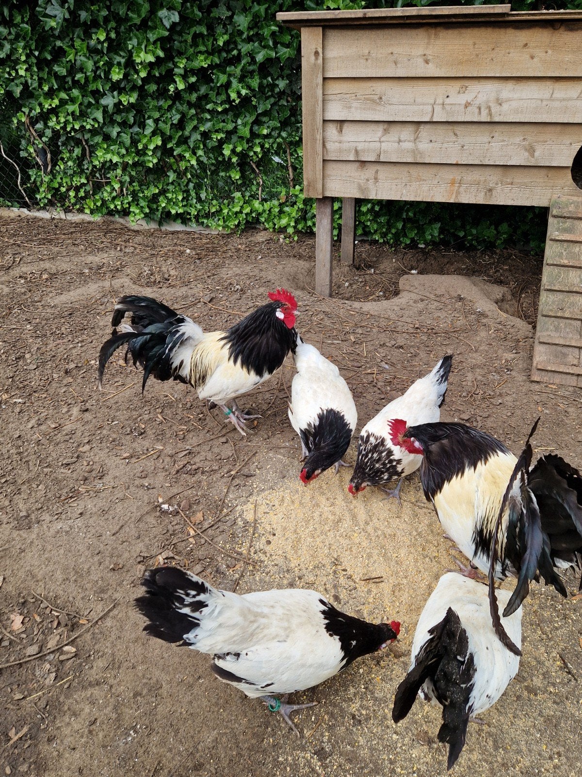Lakenvelder trio te koop