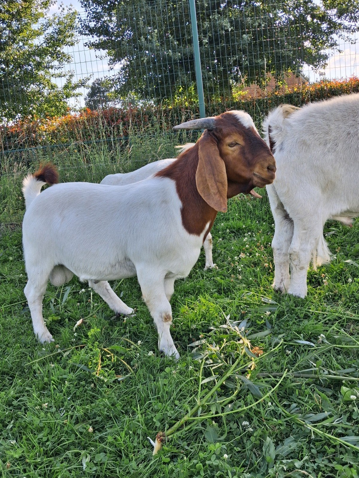 Boergeit,boerbok, Dieren en Toebehoren, Schapen, Geiten en Varkens
