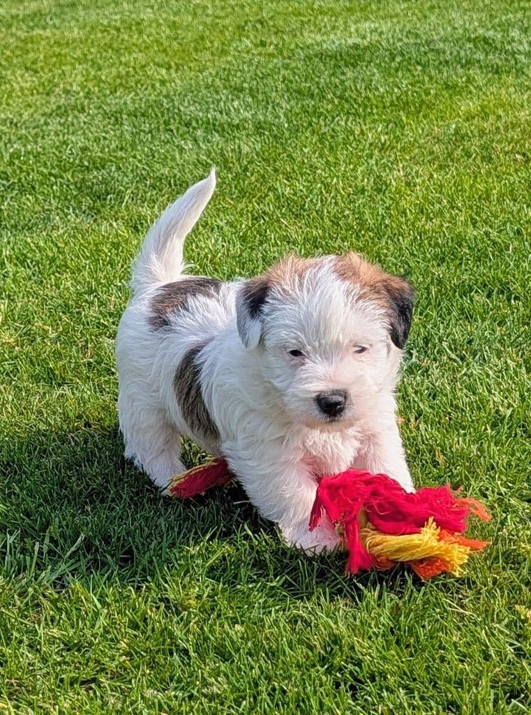 Jack Russell Terrier, Parvo, België, Fokker | Hobbymatig, Jack Russell Terriër
