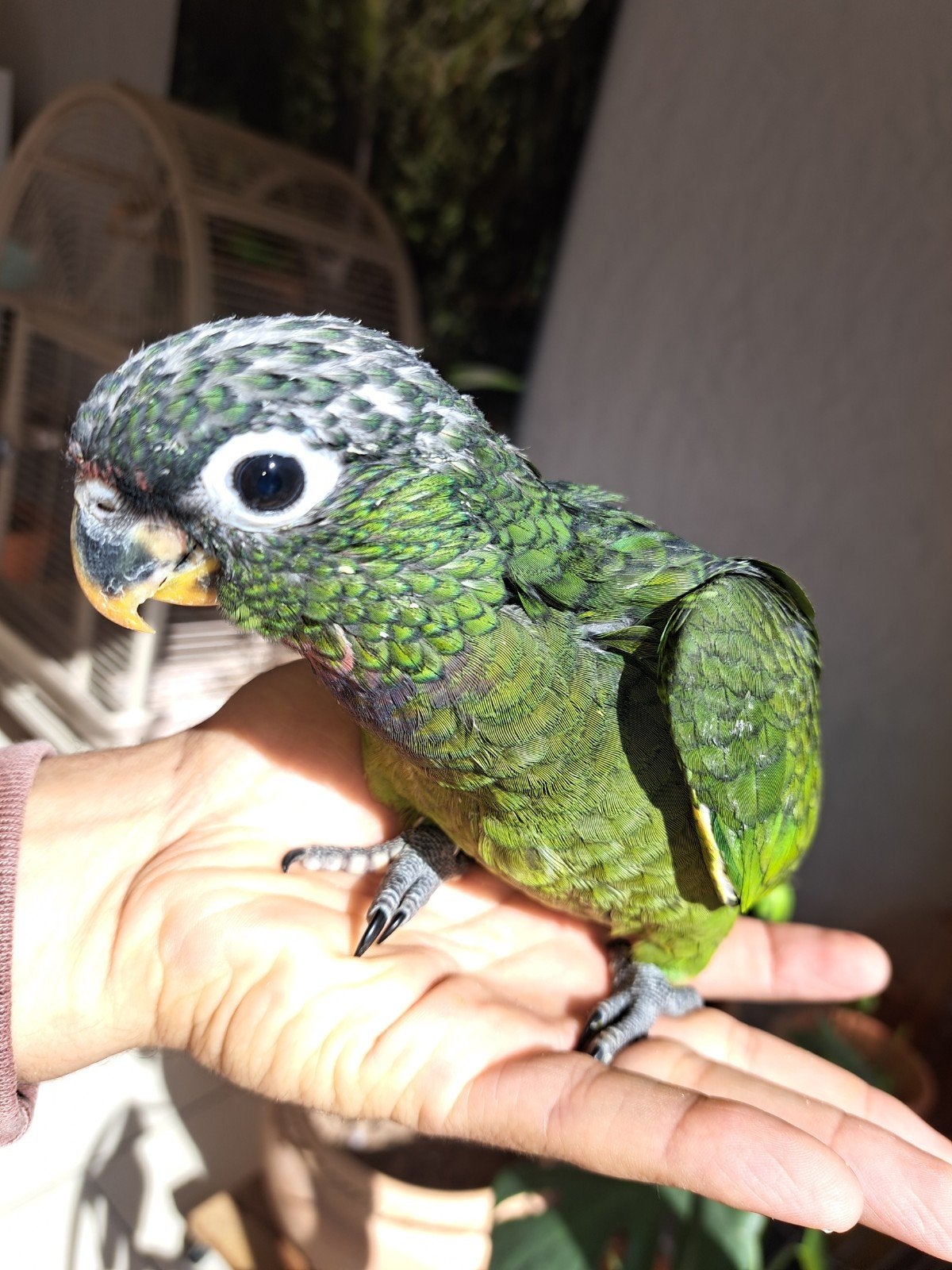 Beaux perroquets bébés pionus maximilien apprivoisés, Dieren en Toebehoren