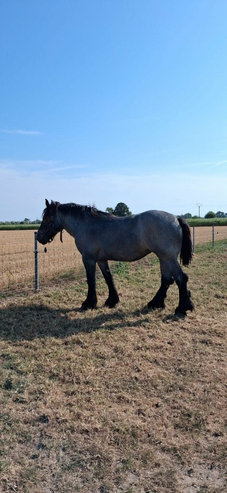 Merrie blauwschimmel 2 jaar, Animaux & Accessoires, Chevaux, Jument