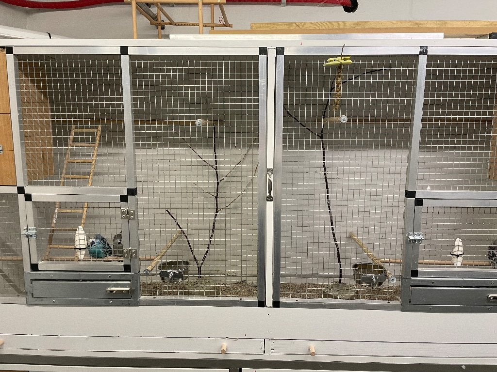Vogelkooi, Dieren en Toebehoren, Ophalen, Vogelkooi