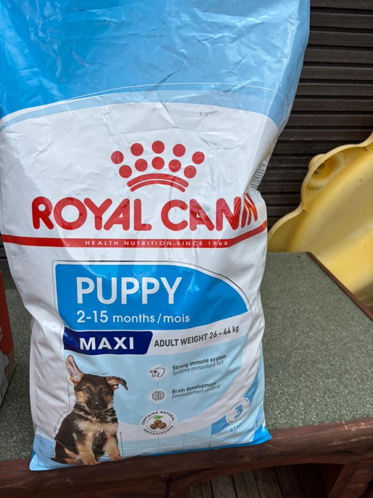 Royal canan, Ophalen, Hond