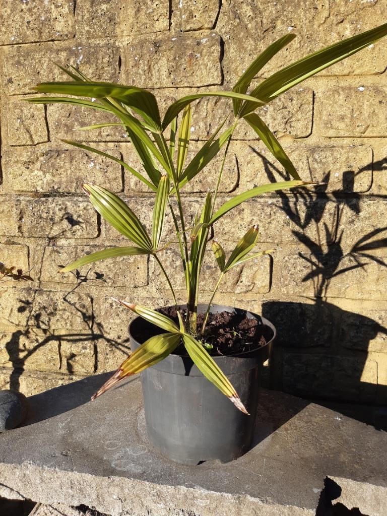 winterharde palmboompjes, Tuin en Terras, Ophalen of Verzenden, Vaste plant, Overige soorten