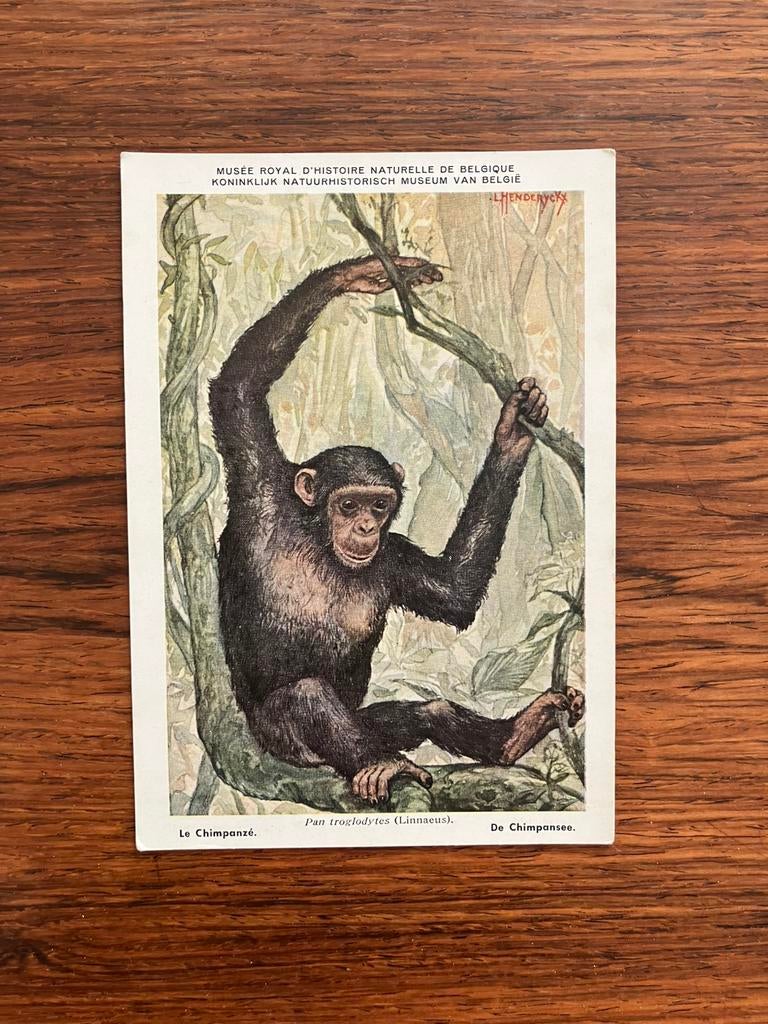 Beschermde Zoogdieren In Belgisch Congo nr. 2, Verzamelen, Postkaarten | Dieren, Ophalen of Verzenden, 1940 tot 1960, Ongelopen