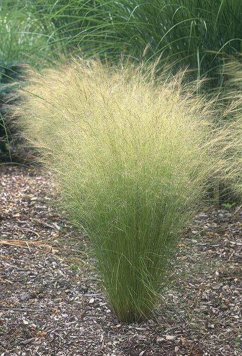 Siergras stipa "pony tails" promo van de kwekerij!, Jardin & Terrasse, Plantes | Jardin, Plein soleil, Été, Enlèvement, Graminées ornementales