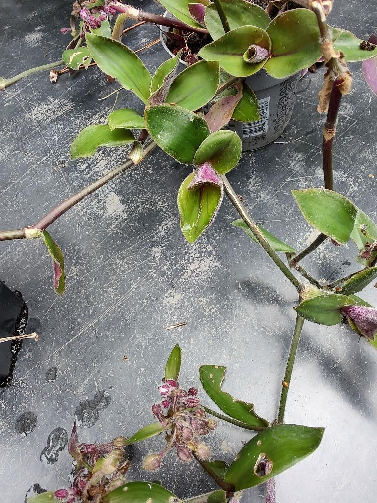 Jonge plantjes tradescantia, Huis en Inrichting, Kamerplanten, Ophalen, Overige soorten, In pot