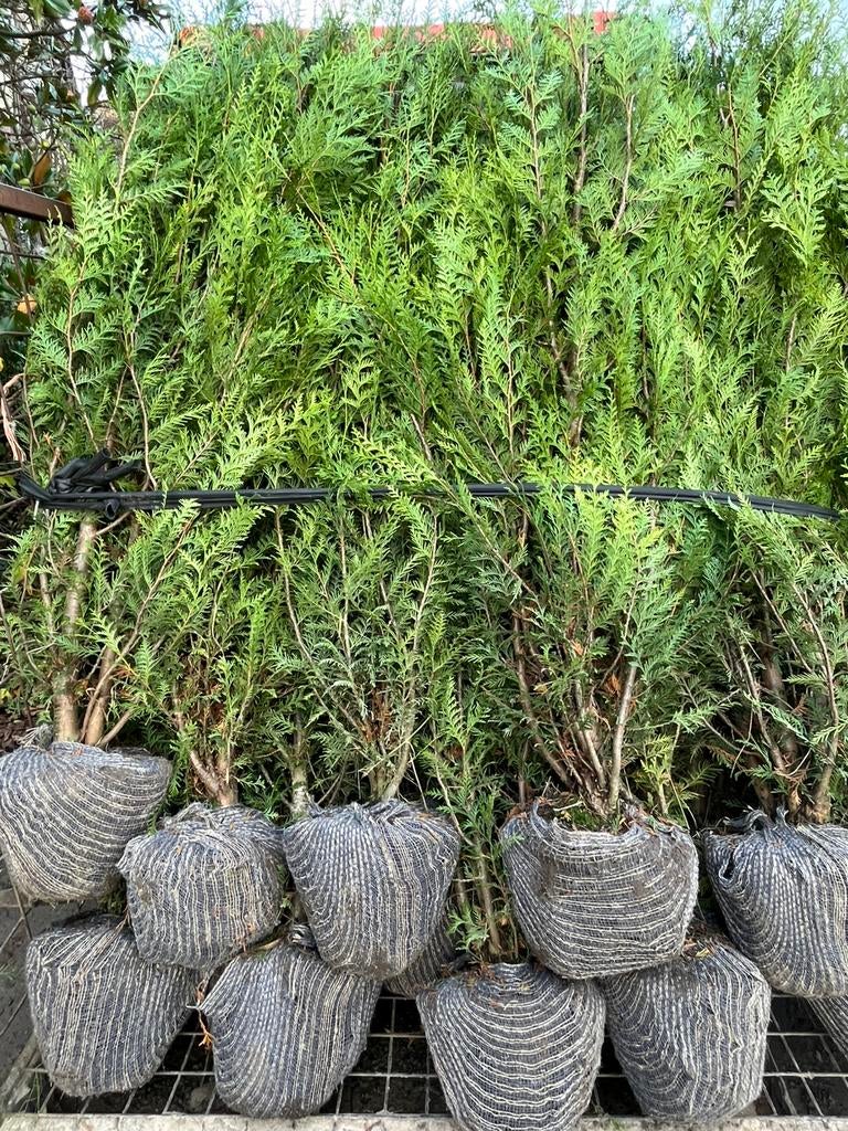 Thuja pl Atrovirens, Tuin en Terras, Ophalen of Verzenden, Conifeer