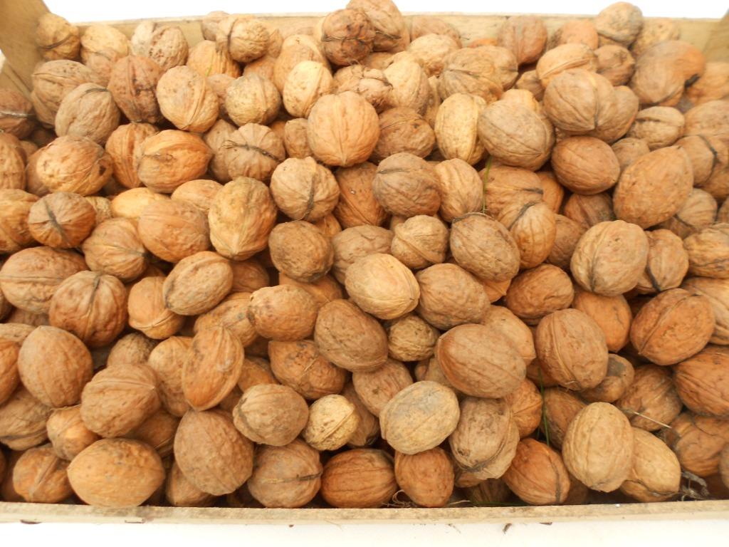 vend noix fraiches de mon jardin bio 2 e du kg, Divers, Enlèvement