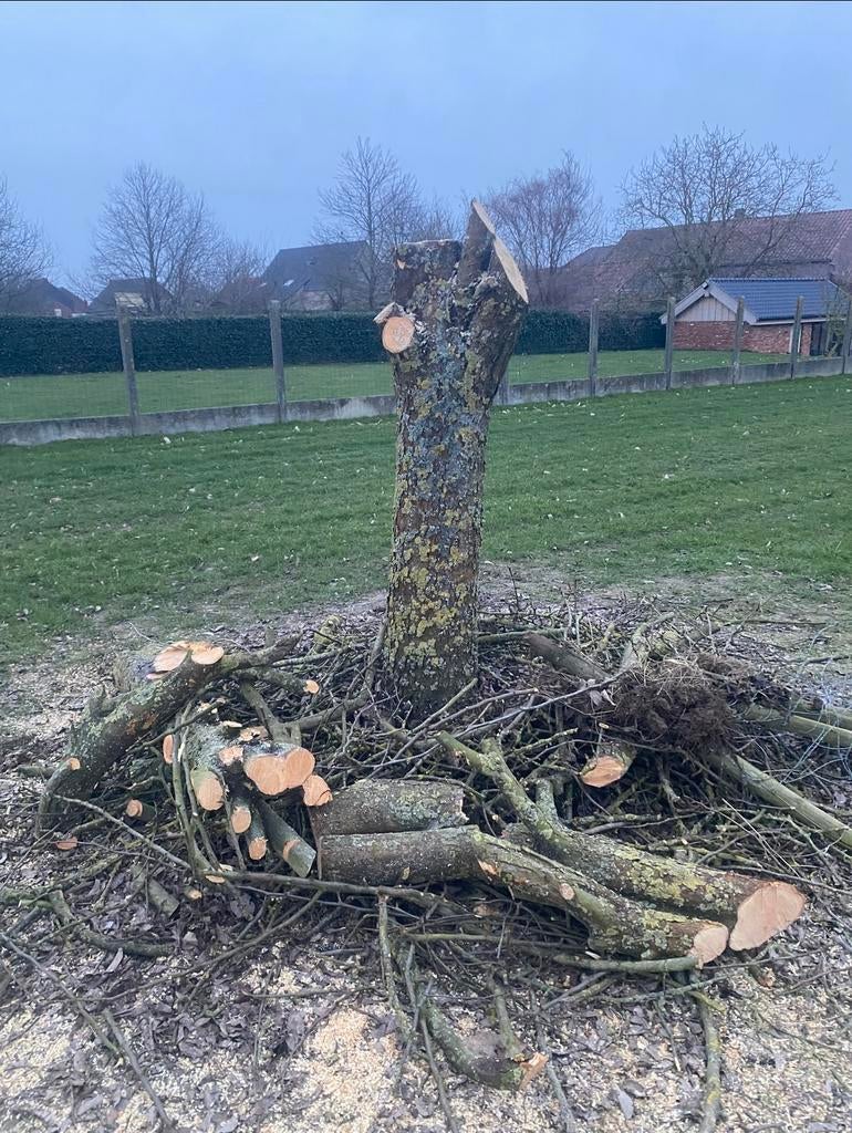 Gezocht: bomen voor brandhout gratis, Ophalen